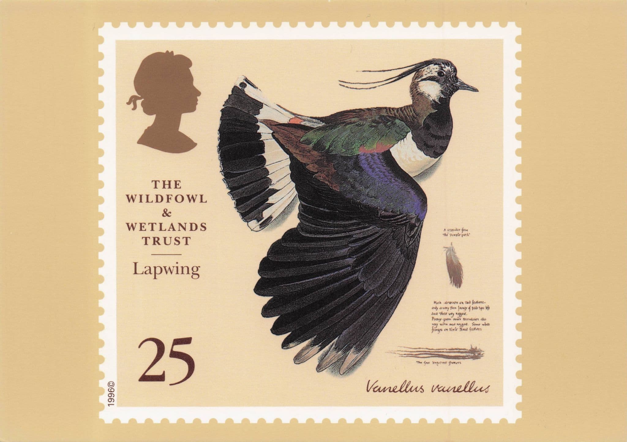 Lapwing Bird Wildfowl & Wetlands Trust Stamp Ltd Edn Postcard