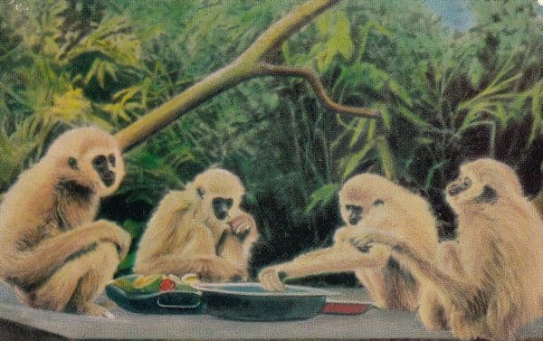 Lar Gibbons Monkeys Paignton Zoo 1970s Postcard