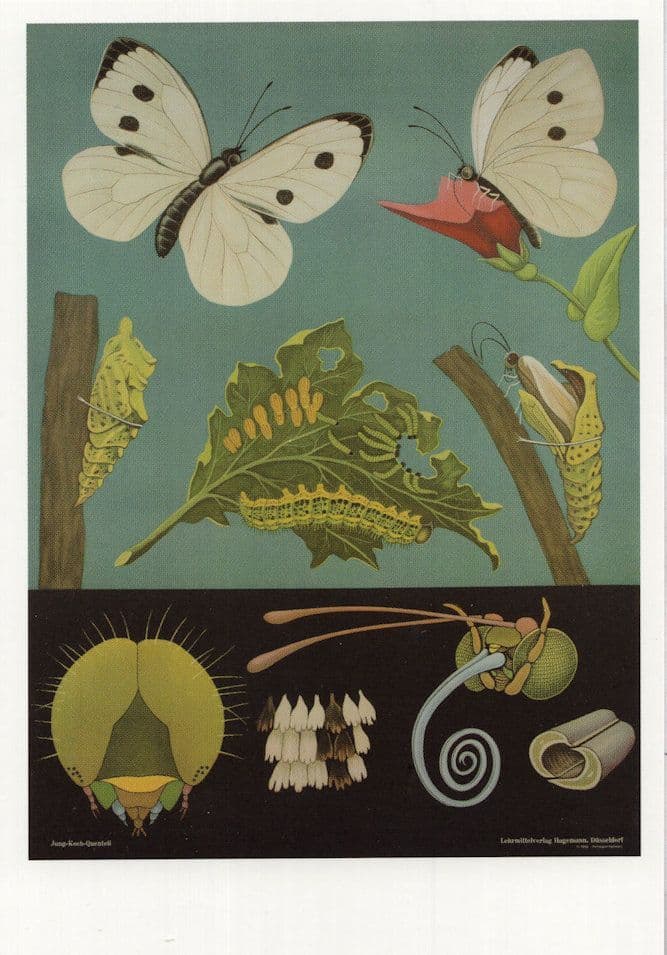 Large White Butterfly Old School Lesson Wall Chart Postcard
