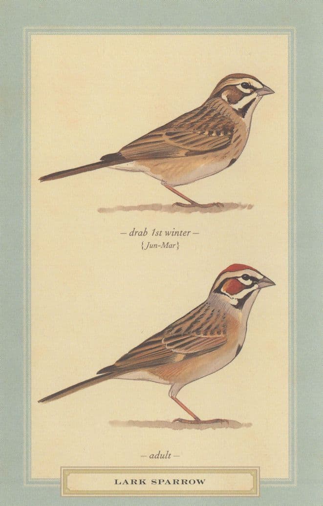 Lark Sparrow Bird In Winter Stunning Postcard