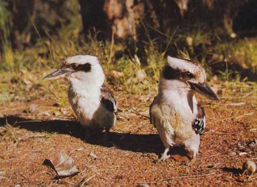 Laughing Australian Kookaburras Stunning Photo Postcard