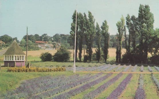 Lavender Corner Heacham Telegraph Poles Norfolk 1970s Postcard