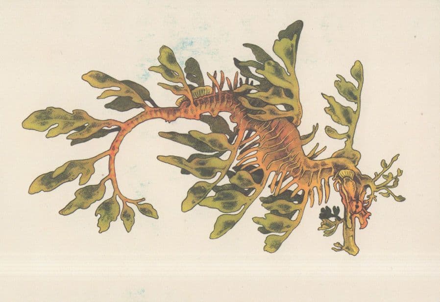Leafy Seadragon Phycodurus Australian Fish Painting Postcard
