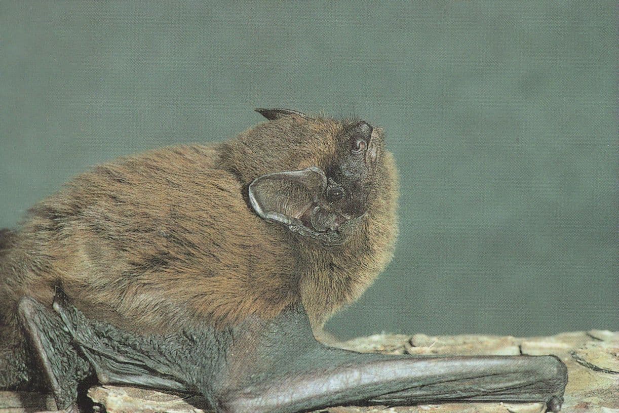 Leisler's Bat 1970s Postcard