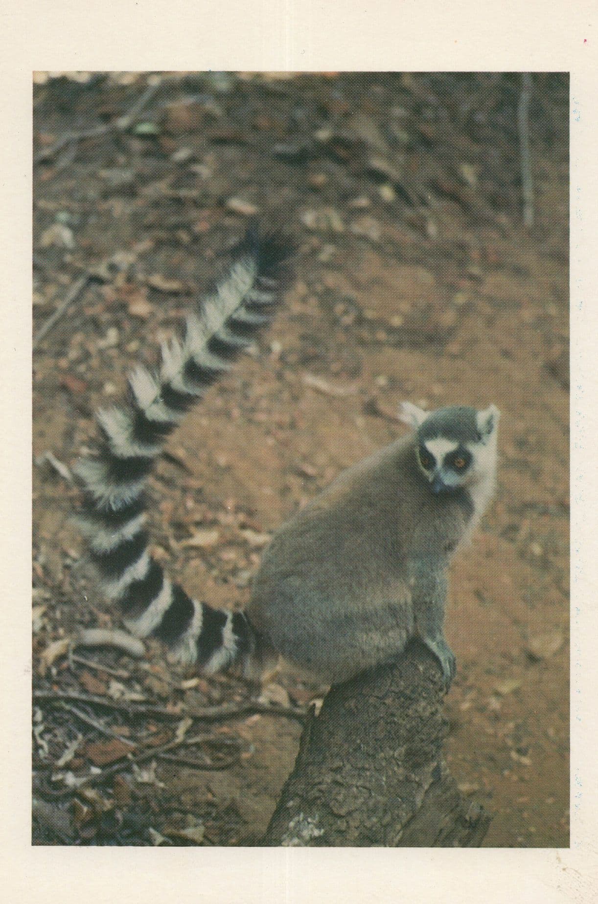Lemur Catta Ringtailed Lemur Loris Madagascar Postcard
