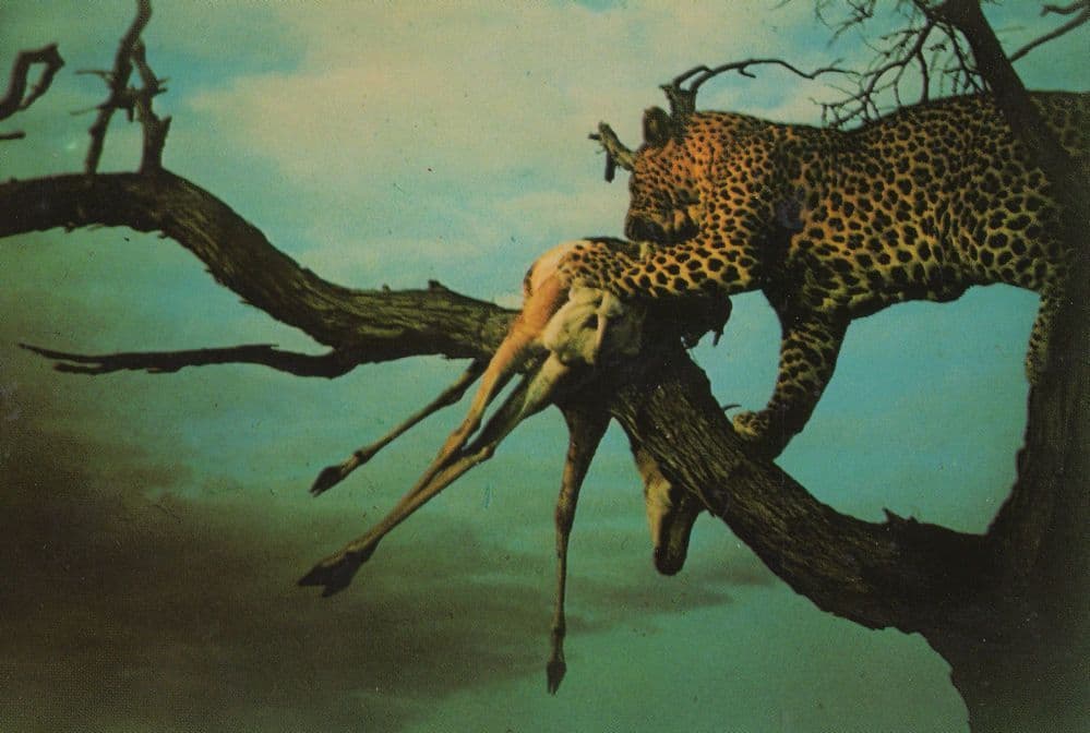 Leopard Feasting On Slaughtered Animal South African Postcard