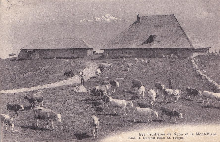 Les Fruitieres de Nyon Mont Blanc Old French Postcard