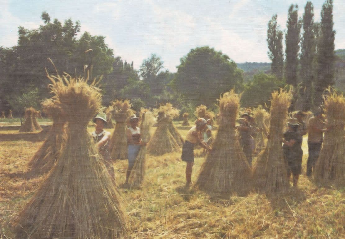Les Moissons French Harvest Folklore Tradition Postcard