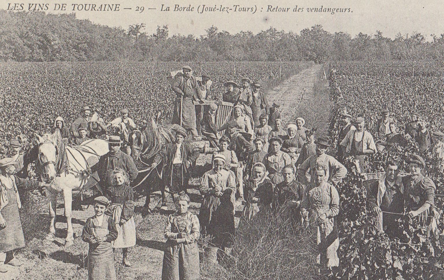 Les Vins De Touraine La Bord Joue Les Tourz French Reproduction Rare Postcard