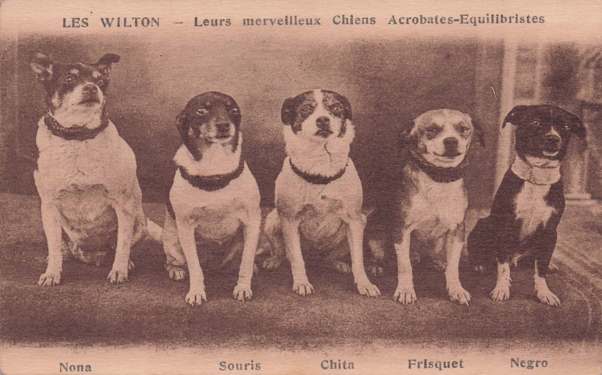 Les Wilton & His Performing Circus Dogs Rare French Antique Postcard