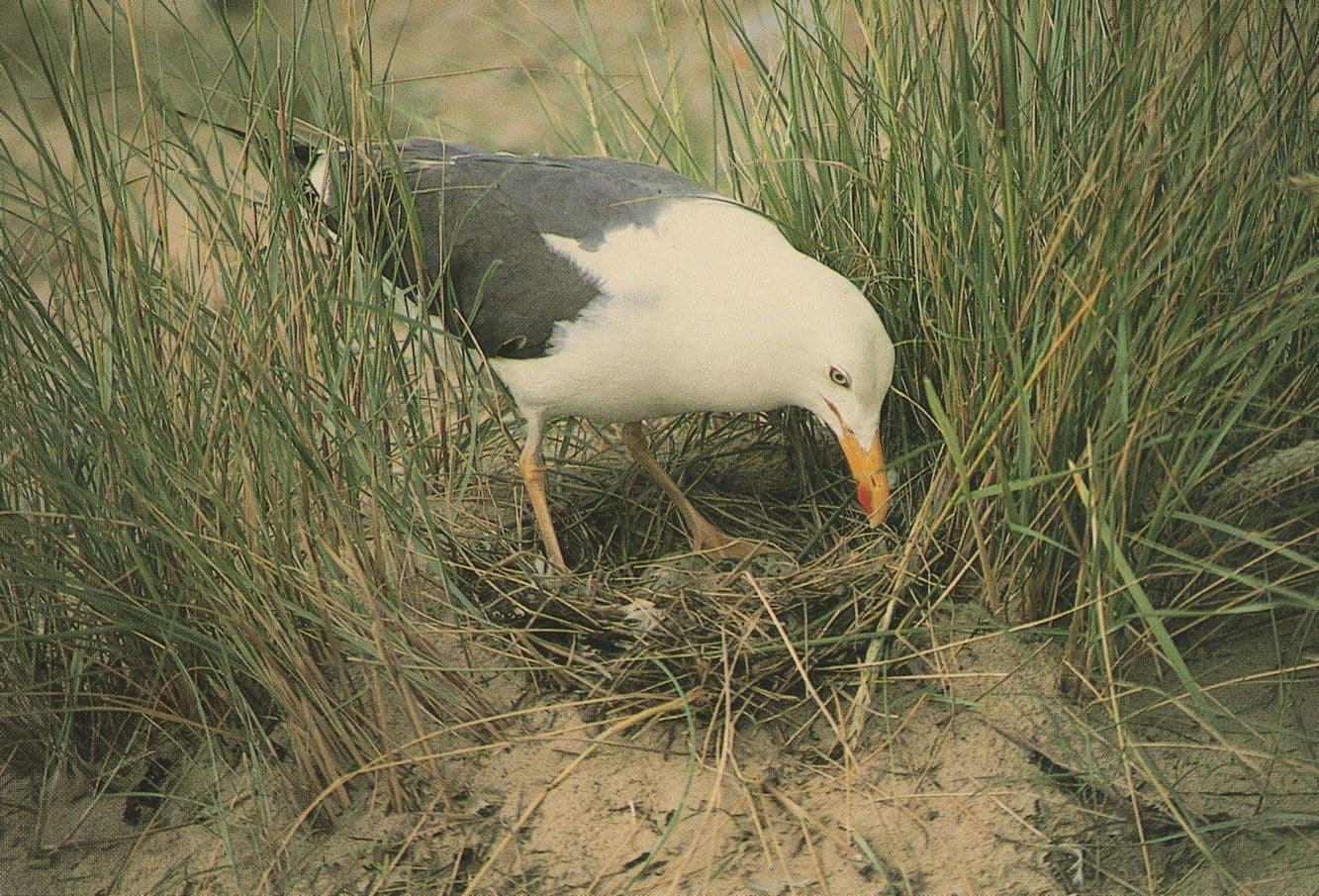 Lesser Black Backed Gull Birds Nest Blakeney Point Norfolk Postcard