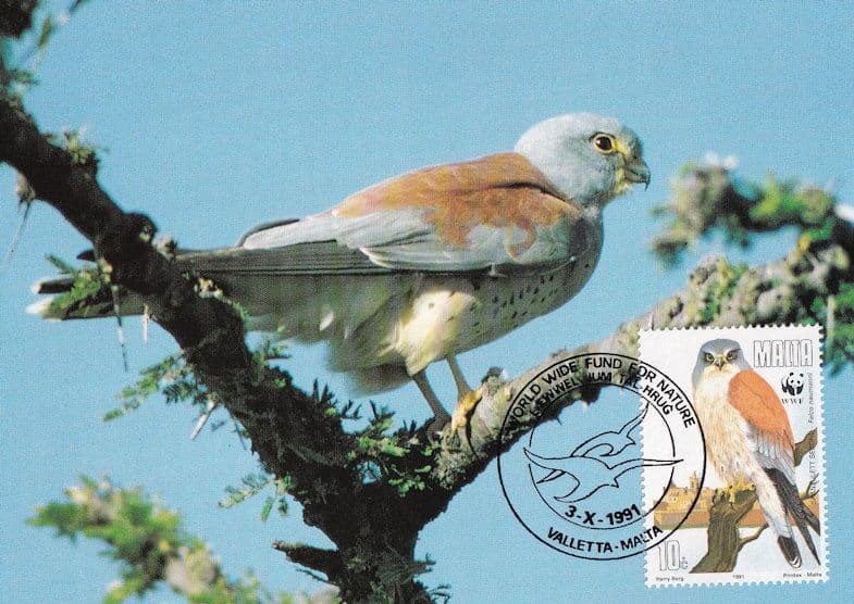 Lesser Kestrel Malta Maltese WWF Bird FDC Stamp Rare Postcard