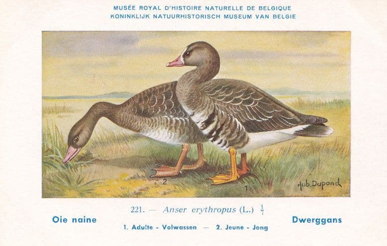 Lesser White Fronted Goose Anser Erythropus Old Bird Rare Postcard