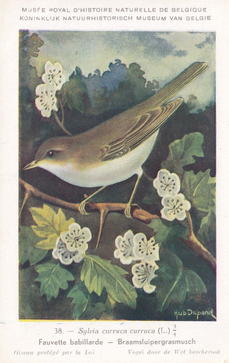 Lesser Whitethroat Sylvia Curruca Bird WW2 Rare Postcard