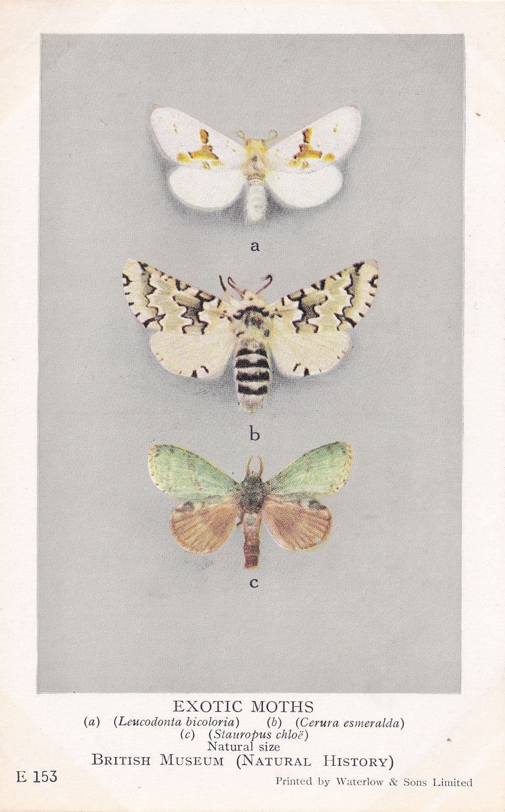 Leucodonta Bicoloria Japanese Moth Stauropus Notodontidae Moths Postcard