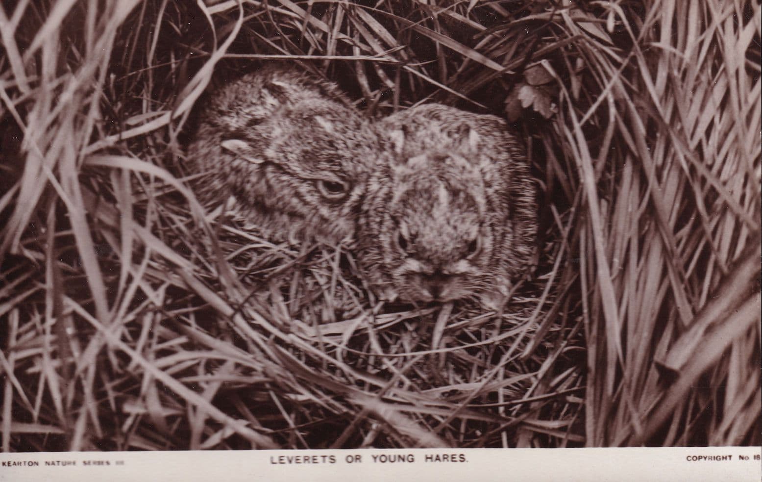 Leverets Young Hare Hares Antique Real PPC Bromide Postcard