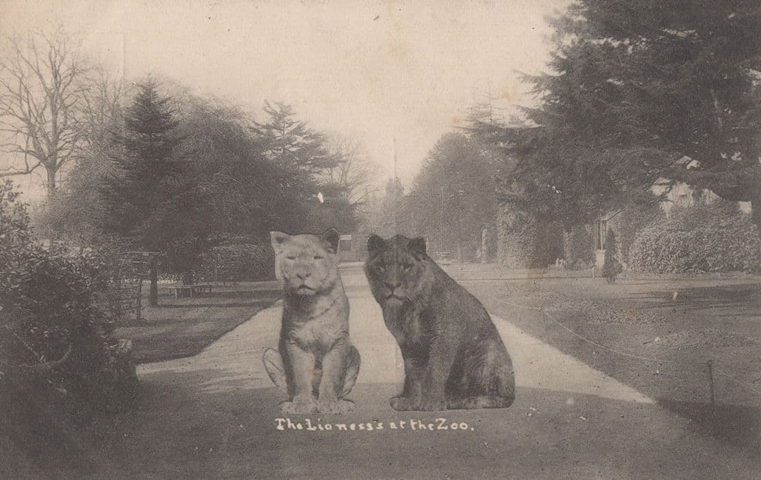 Lion Lioness At Bristol Zoo Antique Guardians Old Postcard