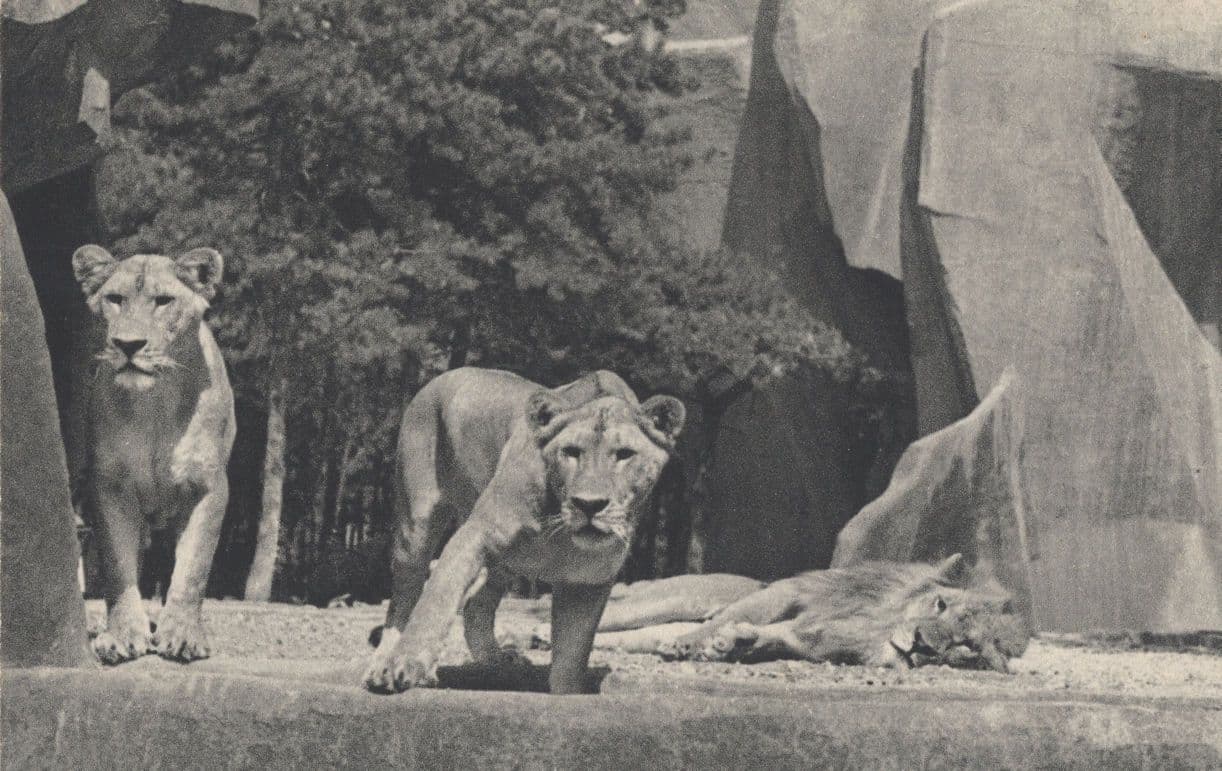 Lion & Lioness at Parc Zoologique Paris French Vintage Postcard