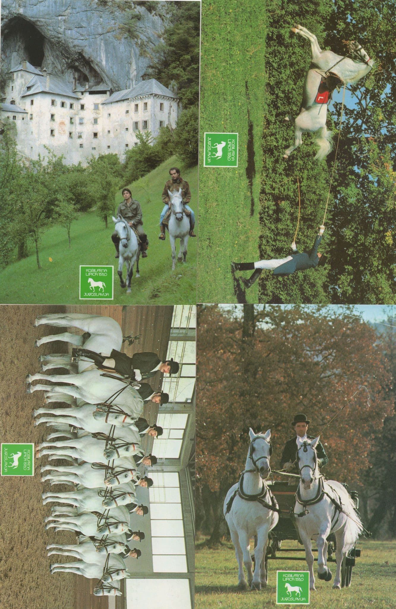 Lipica Mares Yugoslavia Horse Riding School 4x Postcard s