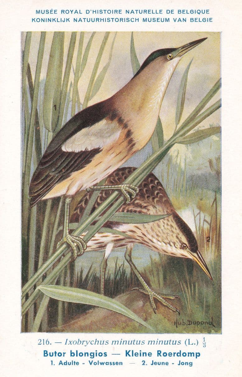 Little Bittern Ixobrychus Minutus WW2 Rare Bird Postcard