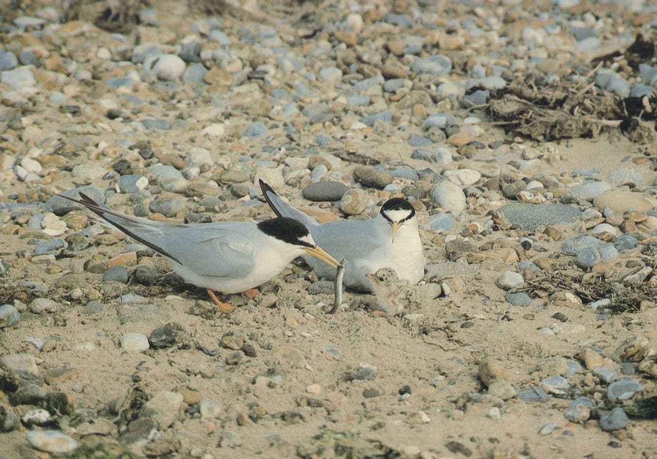 Little Terns With Chick Baby Birds Blakeney Point Norfolk Postcard