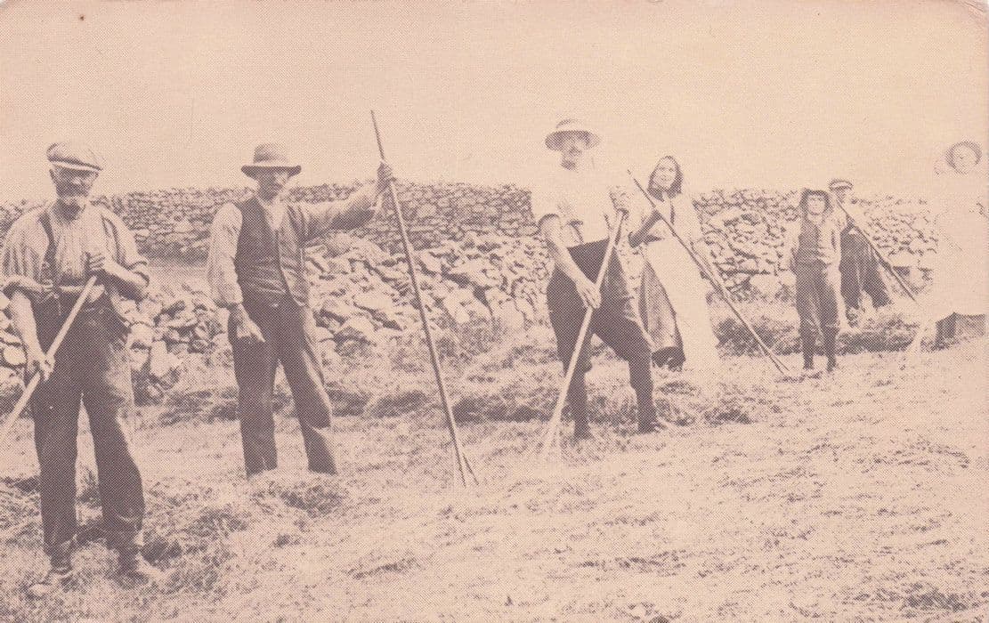 Llanfairpwll Haymaking Farming Welsh Old Postcard