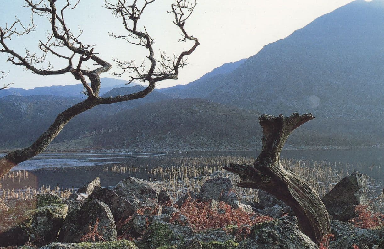 Llyn Cwm Bychan Welsh Local Nature Photographer Award Postcard