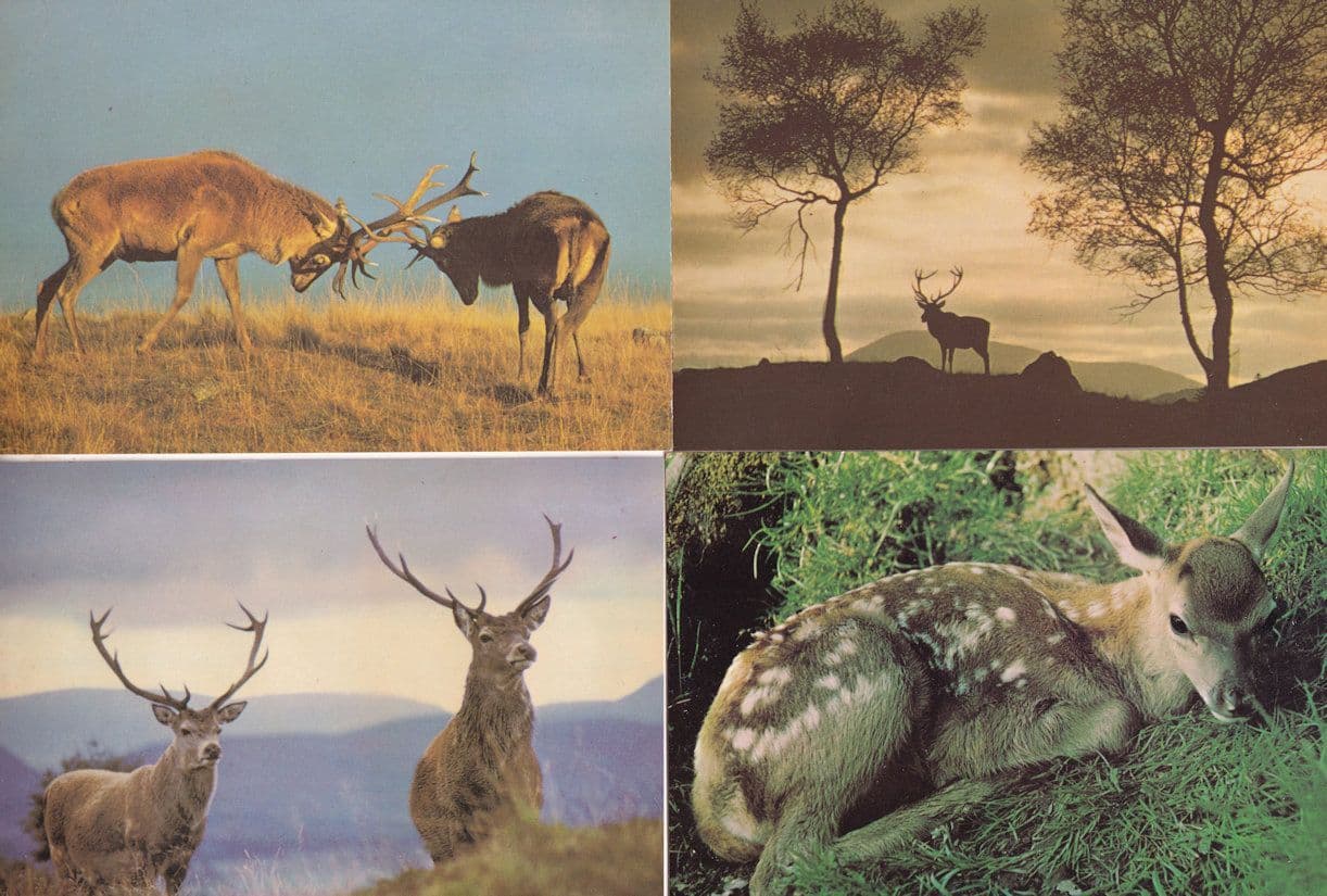 Lone Rutting Monarch Of The Glen Stag Deer Scottish Wildlife Park 4x Postcard s