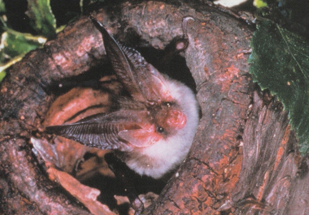 Long Eared Bat Bats Hearing Ears Conservation Trust Postcard