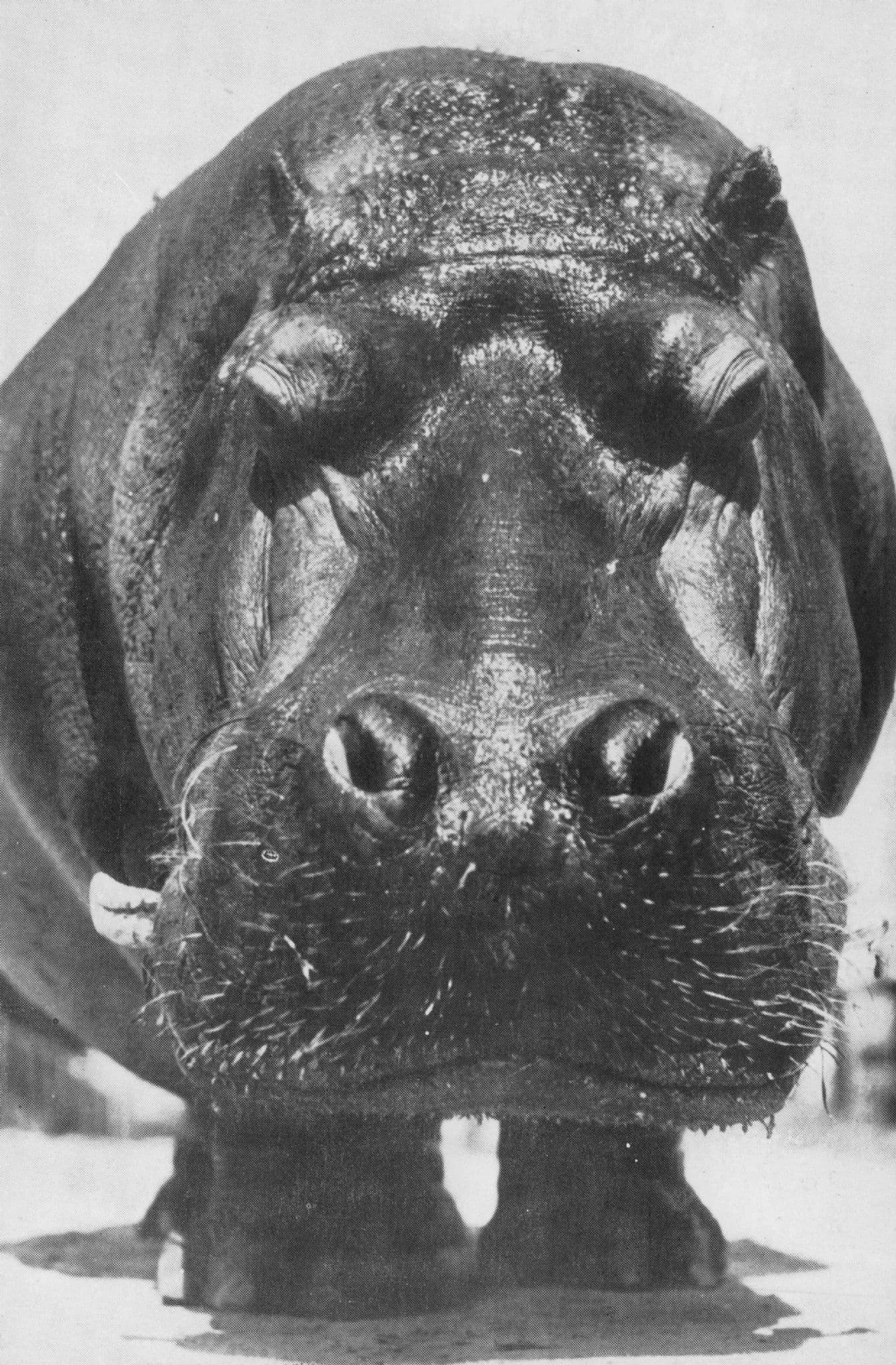 Lotos The 50 Years Old Hippopotamus Barnum & Bailey Circus Vintage Postcard