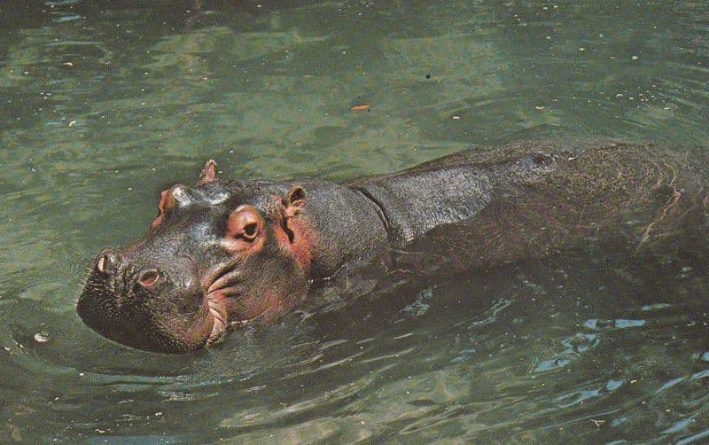 Lucifer The TV Show Famous Hippopotamus 1970s Postcard