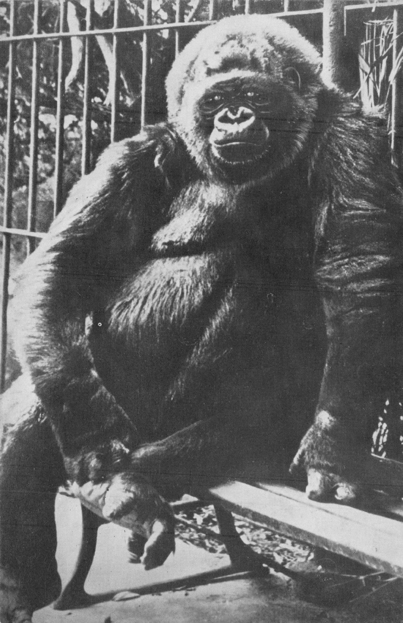 M Toto Largest Performing Gorilla Barnum & Bailey Circus Vintage Postcard