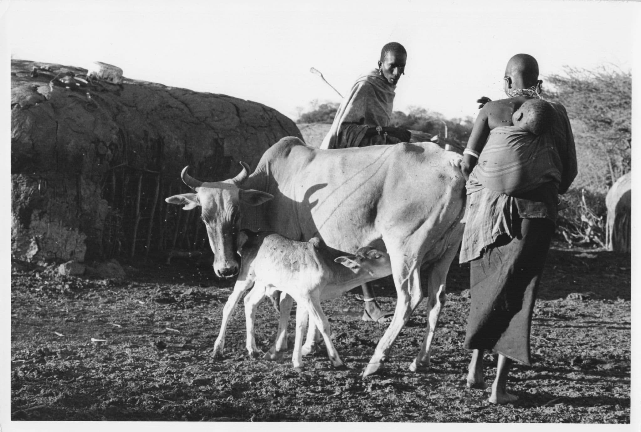 Maasai Family Home & Cattle Kenya Official African 10x8 Vintage Photo
