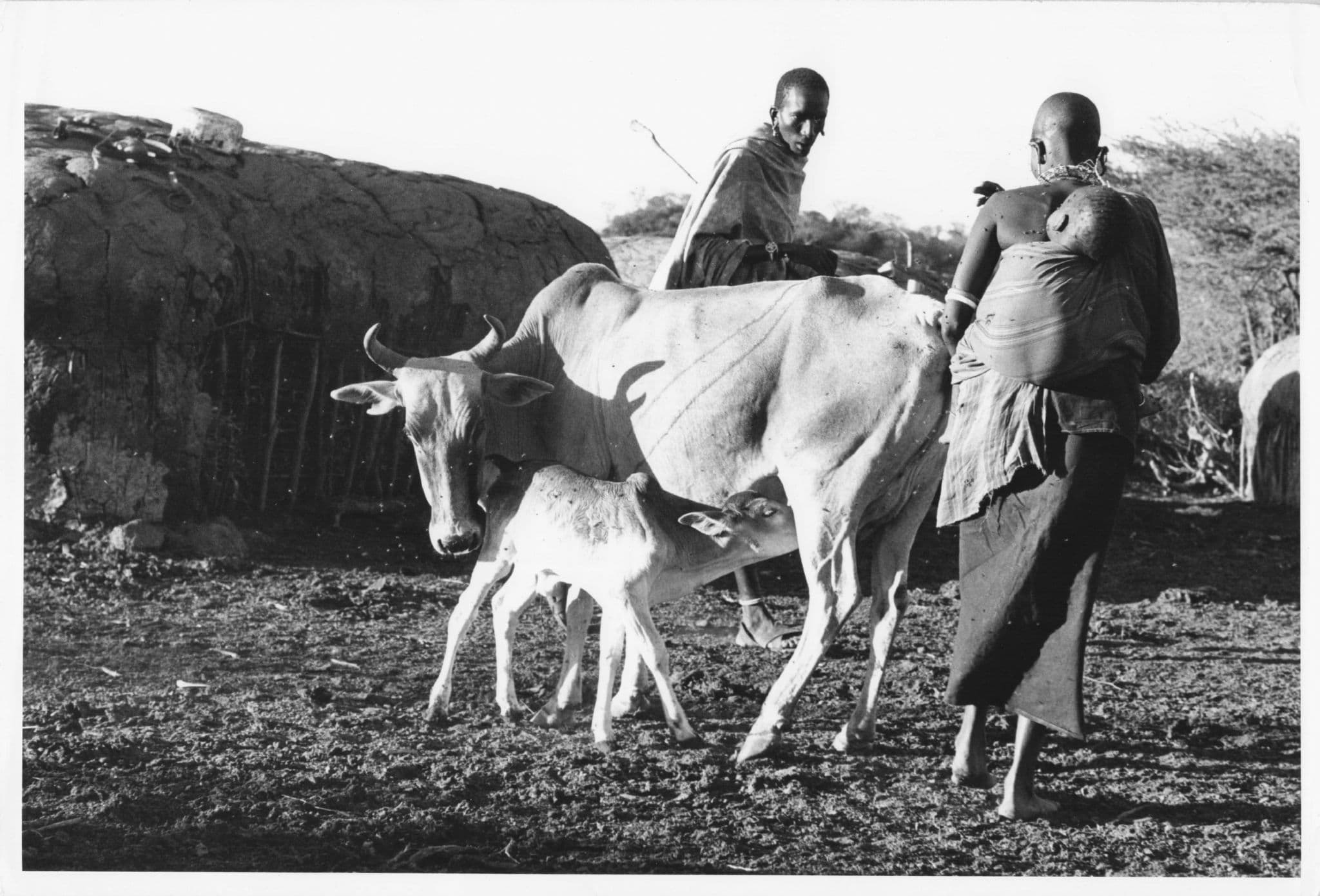 Maasai Warrior Man & Wife Carry Baby Cow Kenya Official Large 10x8 Vintage African Photo