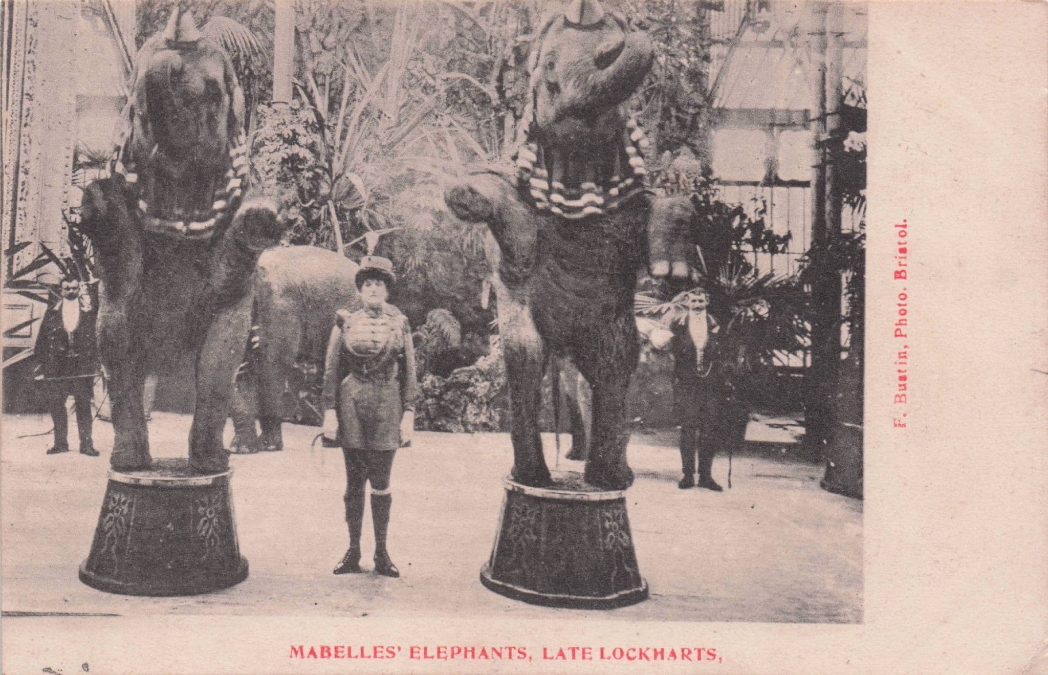 Mabelle's Circus Elephants Bristol Lockarts Theatre Antique Postcard