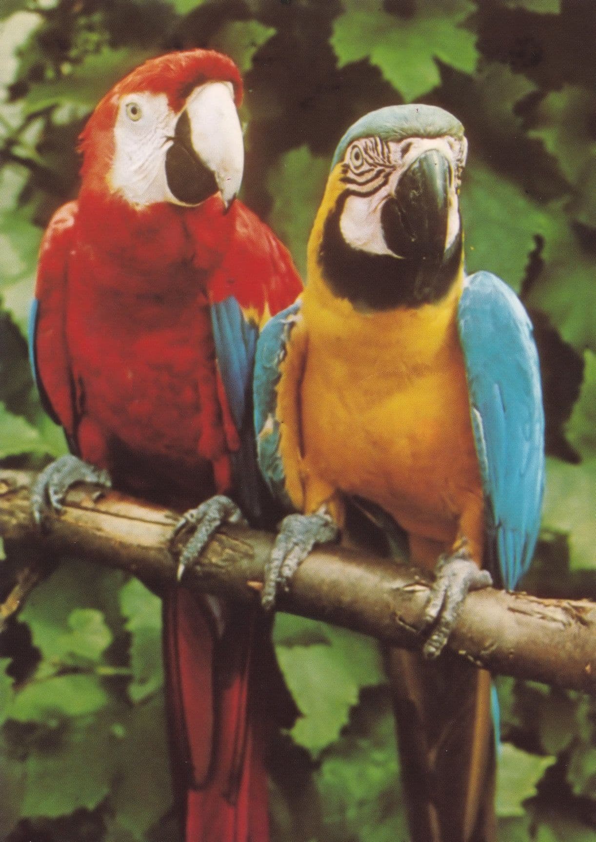 Macaw Parrott Birdworld Surrey Bird 1980s Park Postcard