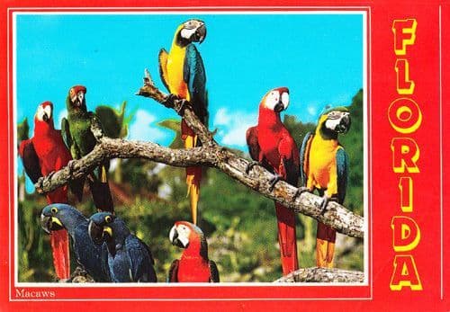 Macaws Macaw Trained Bird Birds At Parrott Jungle Florida Rare Photo Postcard