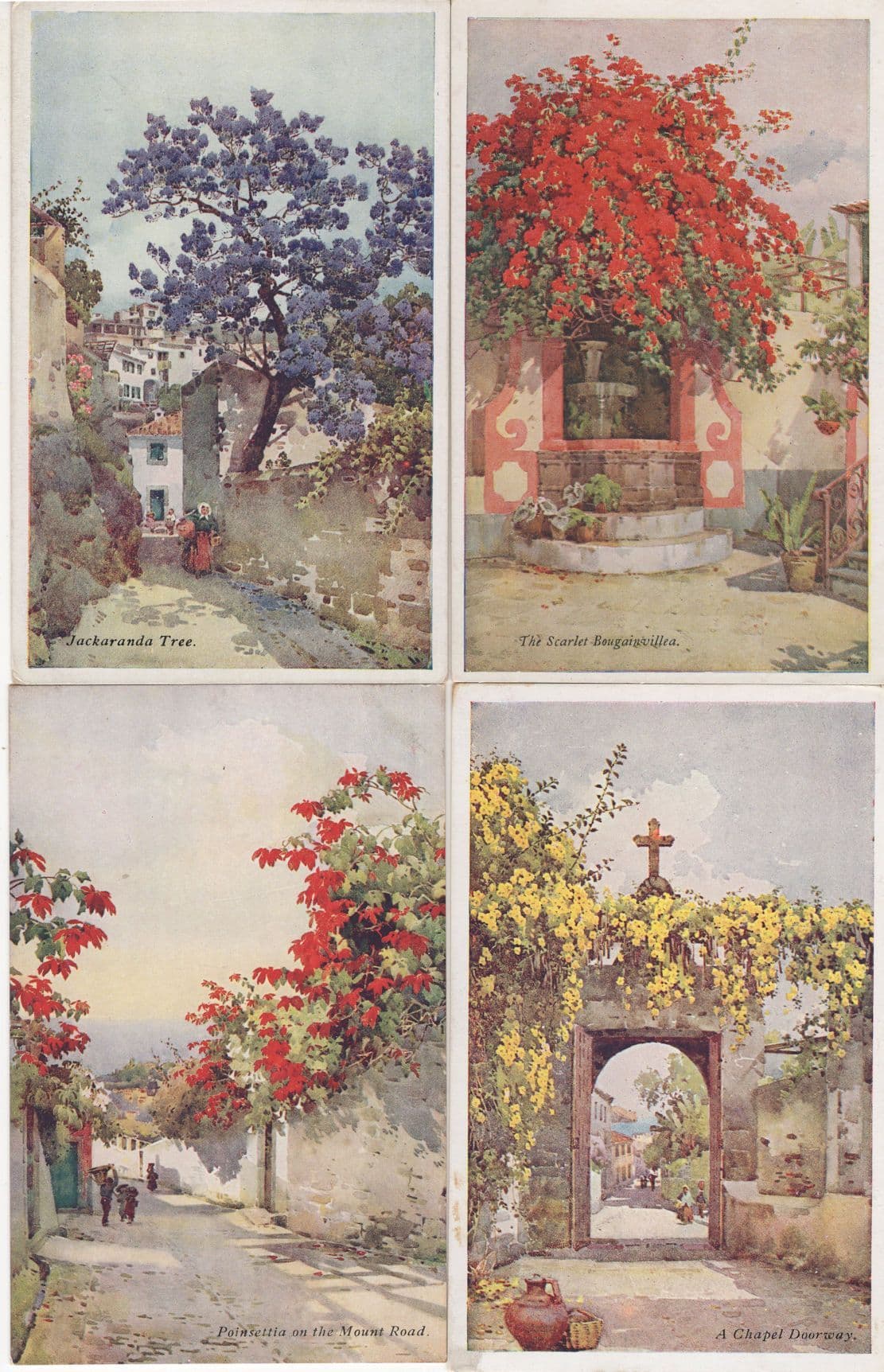Madeira Jackaranda Tree 4x Flowers Old Postcard s