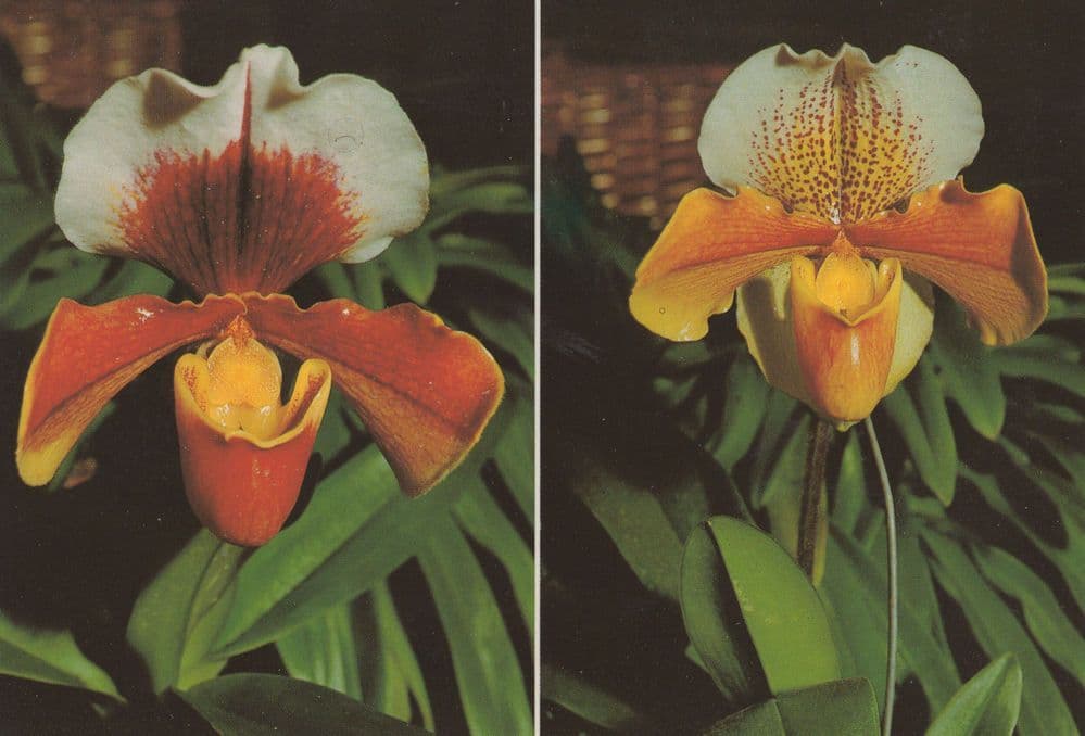 Madeira Sapatinhos Venus Slippers Flowers Postcard