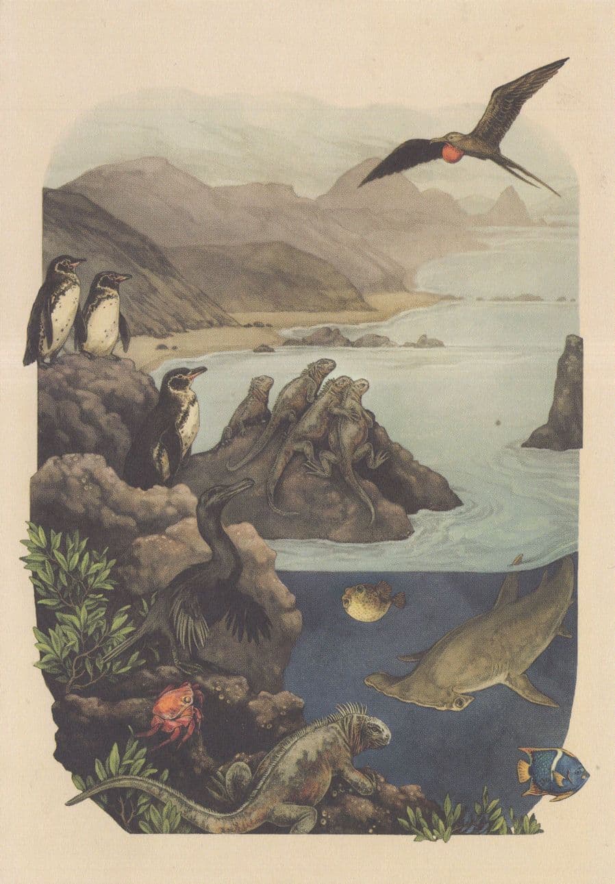 Magnificent Frigatebird Angelfish Marine Iguana Lightfoot Crab Fish Postcard