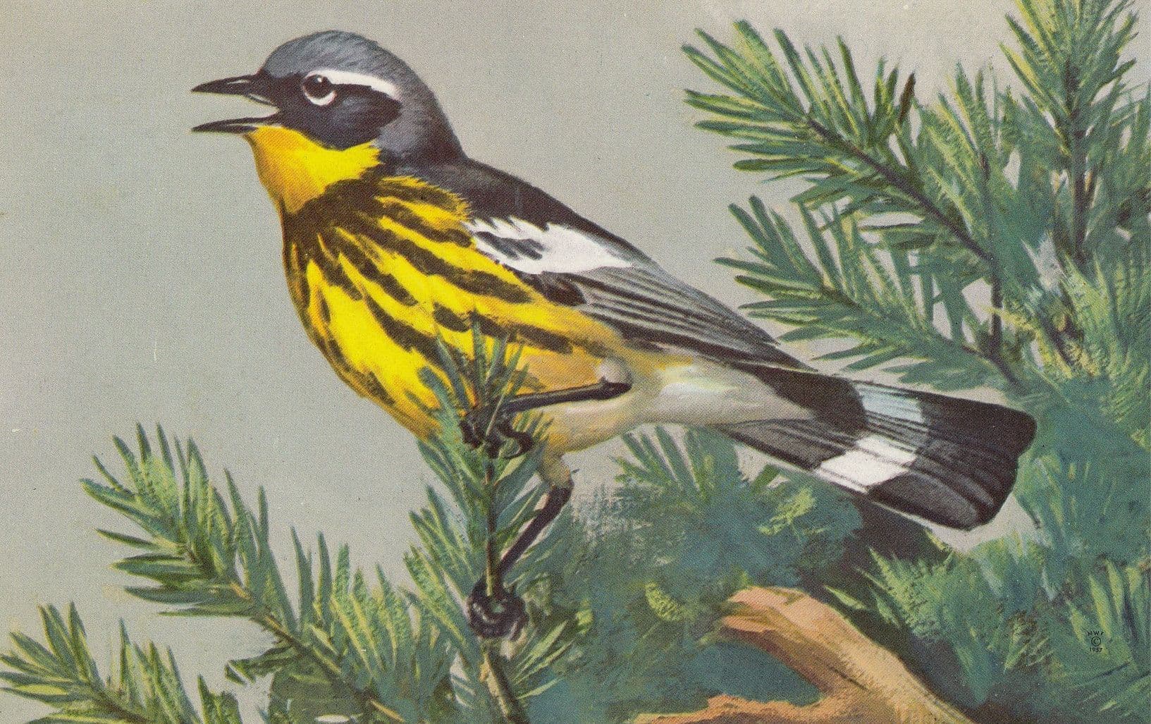 Magnolia Warbler Bird Postcard