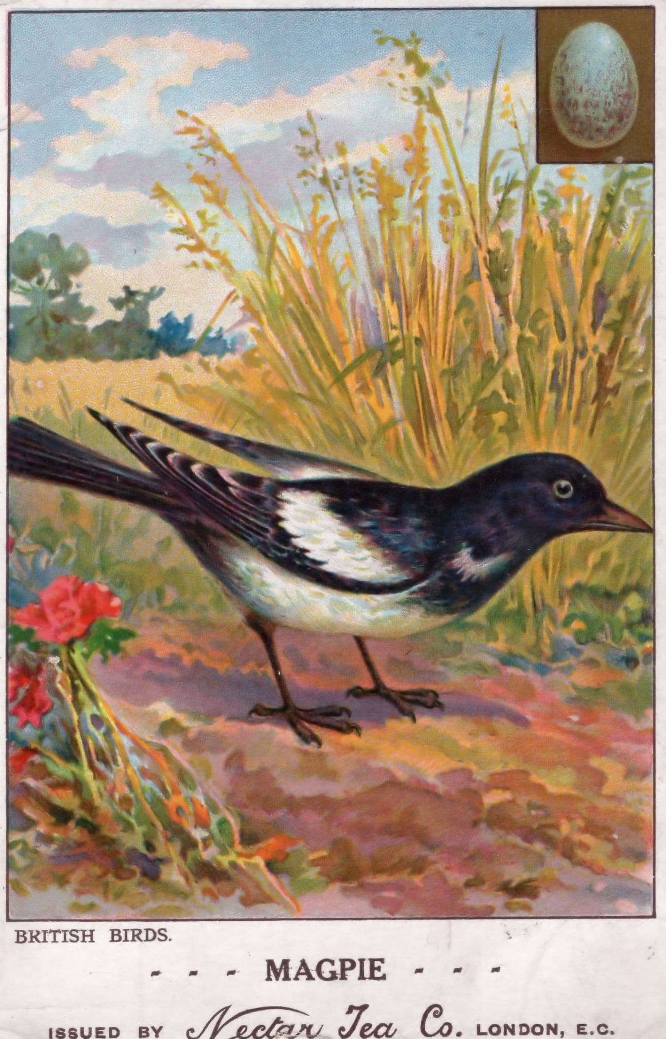 Magpie Bird Egg Nectar Reward Postcard British Birds Antique Card