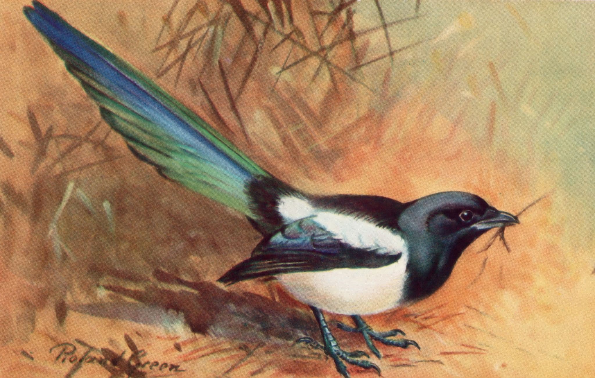 Magpie RSPB Royal Society For The Protection Of Birds Antique Postcard