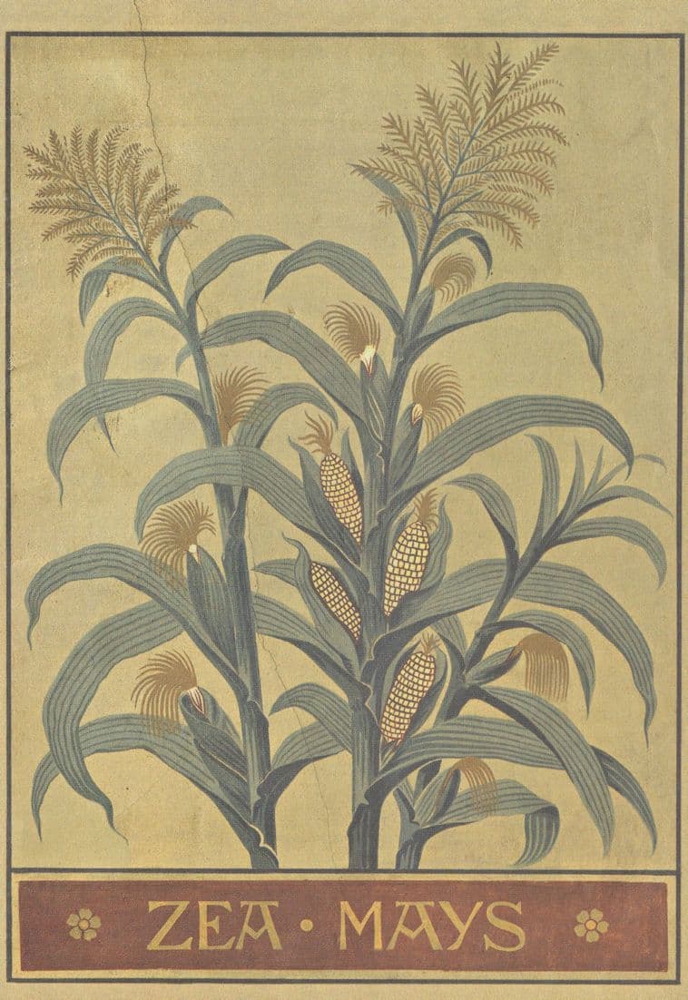 Maize Corn Zea Mays Cereal Grain Natural History Museum Postcard