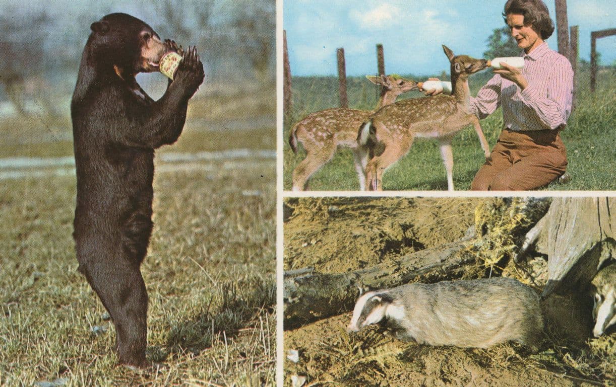 Malayan Sun Bear at Norfolk Wildlife Park 1970s Postcard