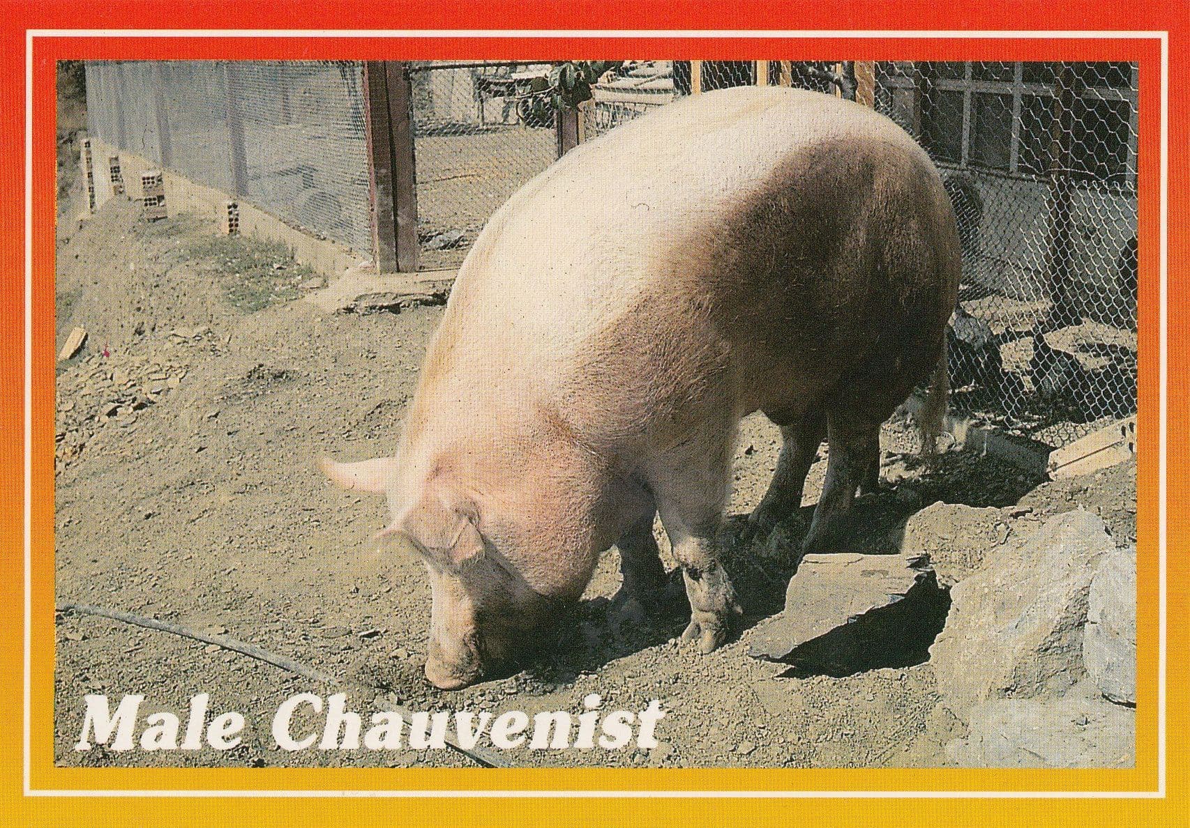 Male Chauvenist Pig Postcard