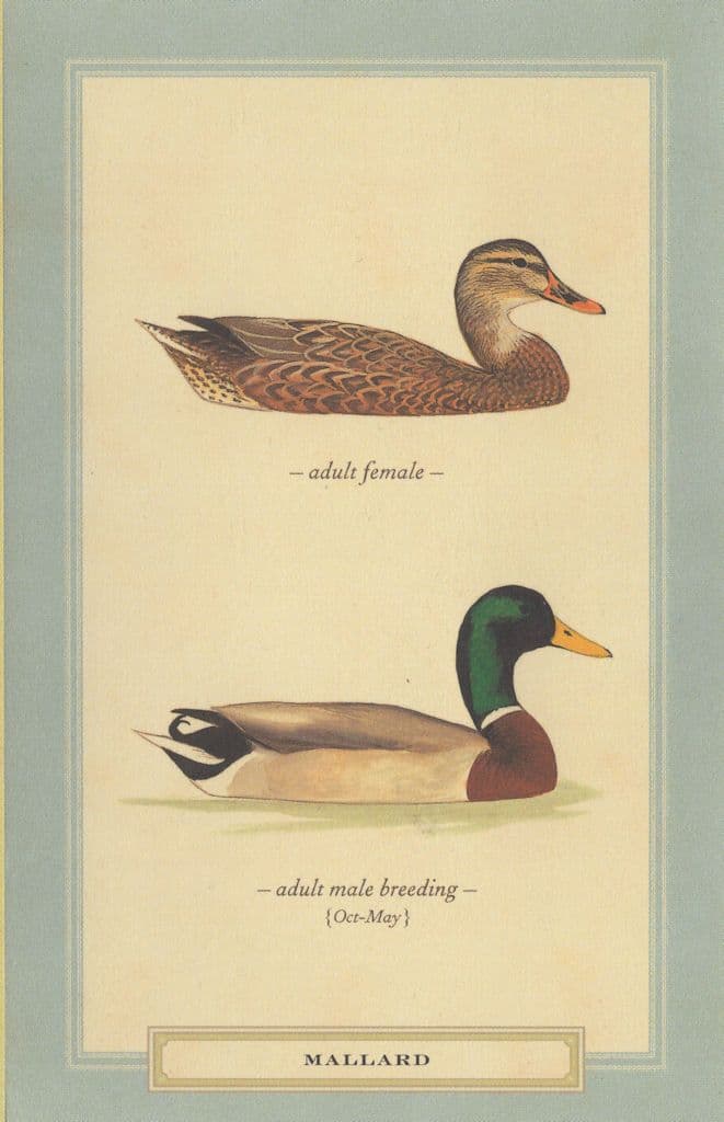 Mallard Adult Male Breeding Female Bird Stunning Postcard