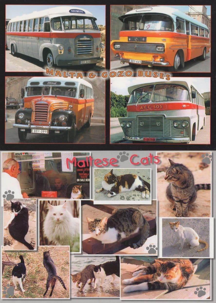 Malta Maltese Cats & Bus Buses Transport 2x Photo Postcard s