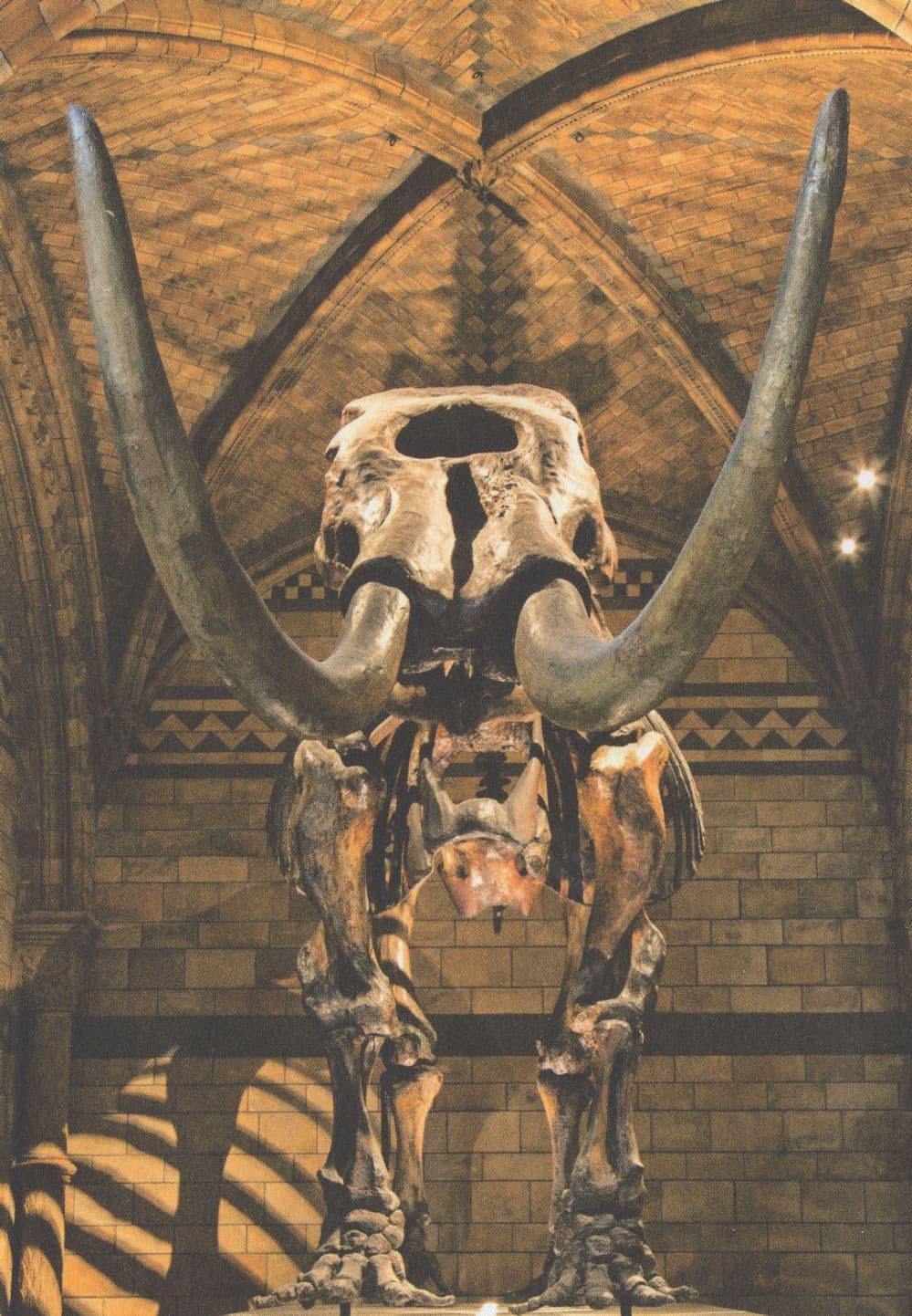 Mammut Americanum Mastodon Dinosaur Skeleton Museum Postcard