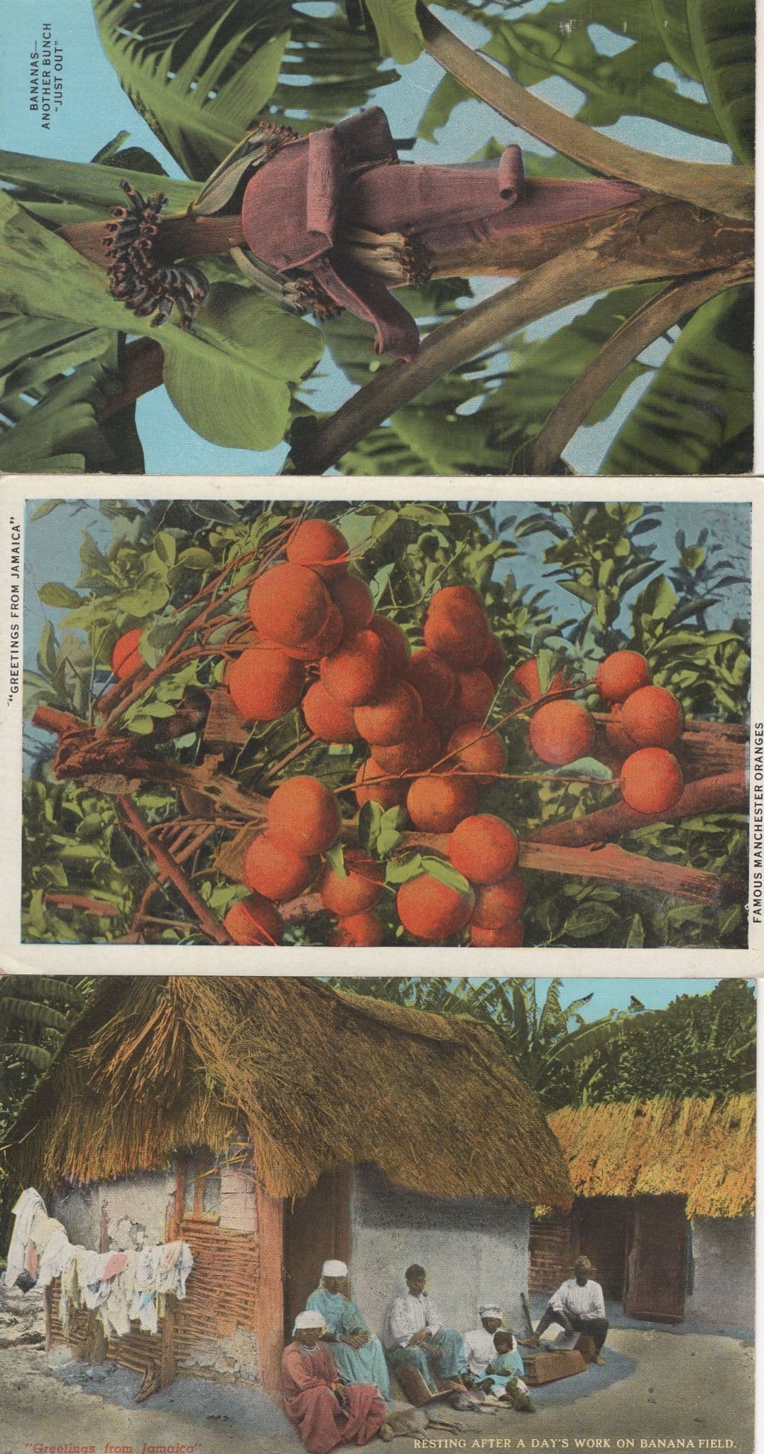 Manchester Oranges Bananas Workers 3x Jamaica Old Greetings Postcard s